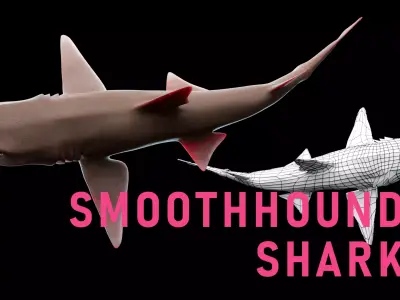 Smoothhound Shark Low-poly 3D model