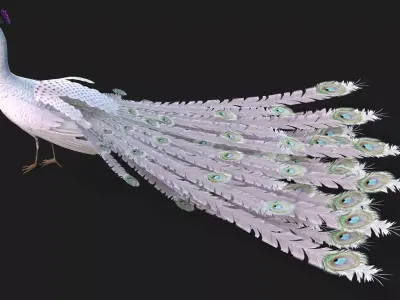 Peacock V3E Free 3D model