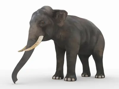 Elephant with tusks 3D model