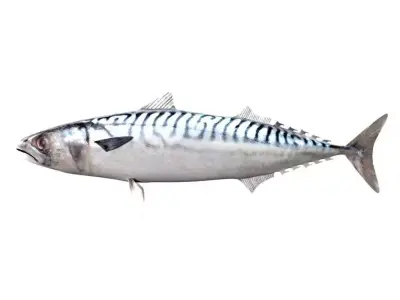 Mackerel Fish 3D model