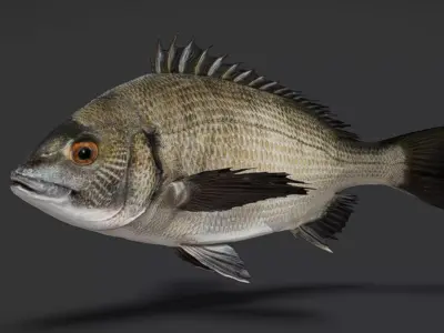 Seabream Animated 3D model