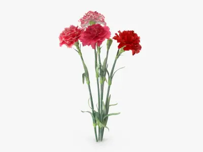 Carnation - Bouquet 3D model