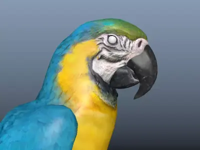 Blue and Gold Macaw Parrot  Low-poly 3D model