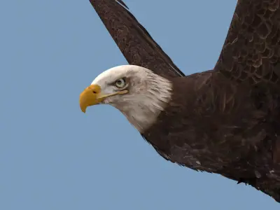 Pro Bald Eagle - 8k - 3d animated  3D model