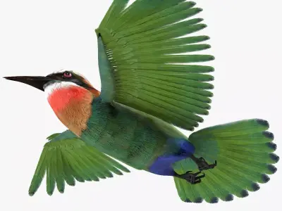 Bee Eater bird rigged 3d model Low-poly 3D model