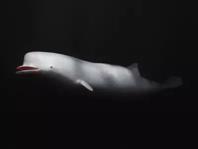 Northern Bottlenose Whale Low-poly 3D model