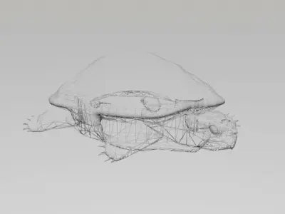 TURTLE LOW POLY box Free 3D model