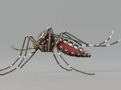 Mosquito aedes aegypti 3D model