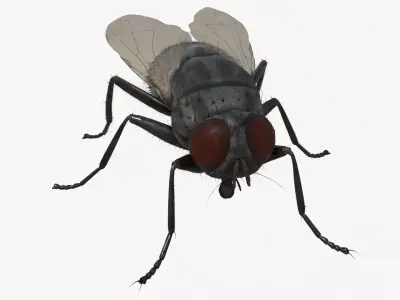 4K Housefly 3D model