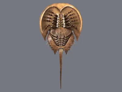 Horseshoe Crab 3D model
