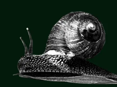 Swinhoe Giant Snail Gastropod Low-poly 3D model