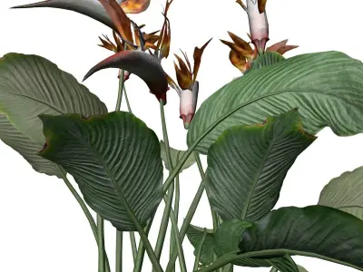 Bird of Paradise Flower - 10 - 3D model
