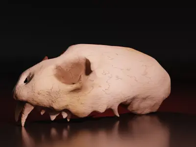 Cat Skull Free 3D model