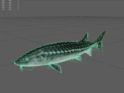 Sturgeon Low-poly 3D model