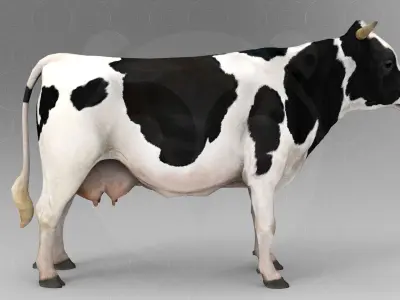 White Cow - Rigged - Animated Low-poly 3D model