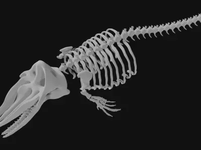 Sperm whale skeleton 3D model