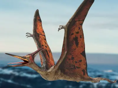 Pteranodon Rigged Animated 3D model Low-poly 3D model