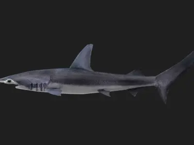 Shark Low-poly 3D model