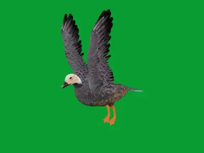 Emperor Goose Bird Low-poly 3D model