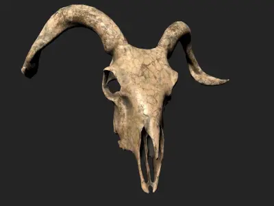 Goat Skull Low-poly 3D model