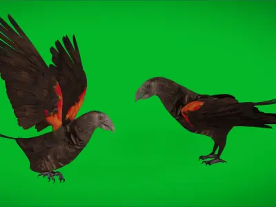 Pesquet Dracula Parrot Bird Low-poly 3D model