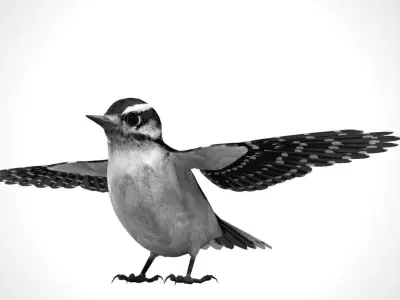 3D Bird Pack Downy Woodpecker Male and Female Low-poly 3D model