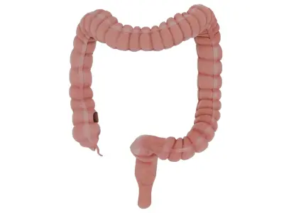 colon 3D model