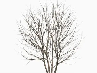 Prunus Padus 6 3D model