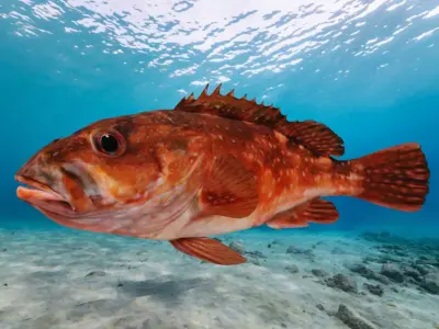 Rockfish Animated 3D model