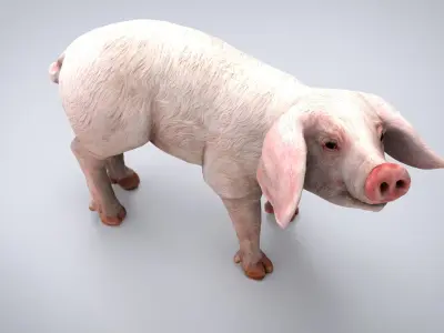 REALISTIC PIG Low-poly 3D model