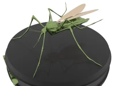 Mosquito aedes aegypti Low-poly 3D model