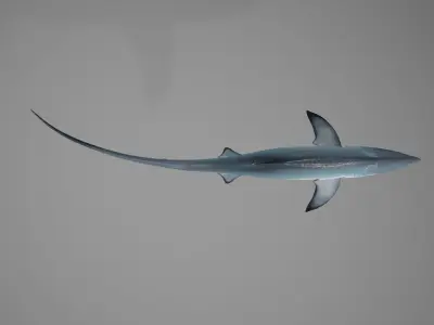 Thresher Shark Low-poly 3D model