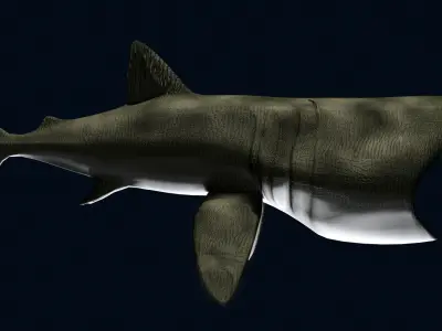 Basking Shark 3D model