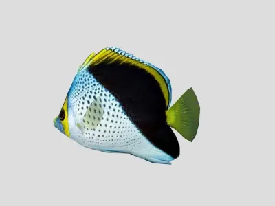 Butterflyfish Low-poly 3D model
