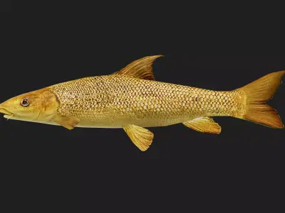 Barbel Low-poly 3D model