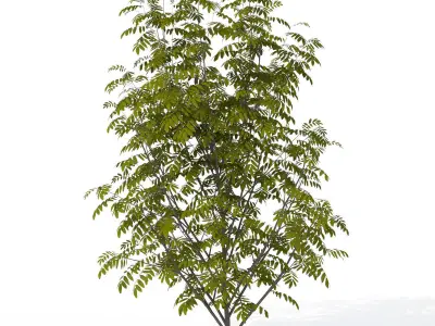 2020 XfrogPlants Shrubs Library  3D model