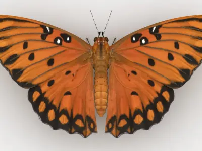 Gulf Fritillary 3D model