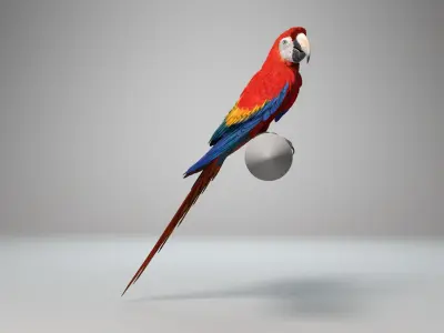 Ara Macao Animation - VFX Grace 3D model