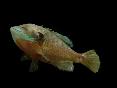 Bluegill Sunfish Low-poly 3D model