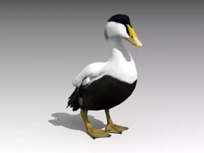 Common Eider Low-poly 3D model