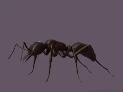 Common Ant  Low-poly 3D model