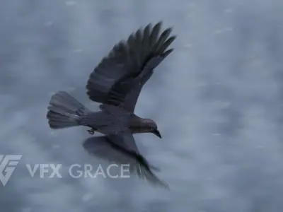 Carrion Crow Animated VFX Grace 3D model