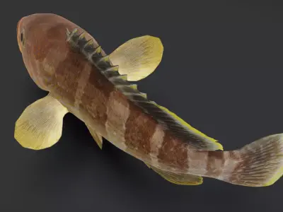 Realistic Yellow Grouper Animated 3D model