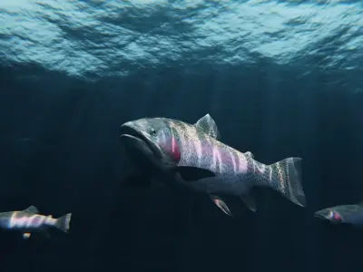 Trout RainBow - Freshwater Free low-poly 3D model