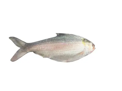 Hilsa Ilish Fish Low-poly 3D model