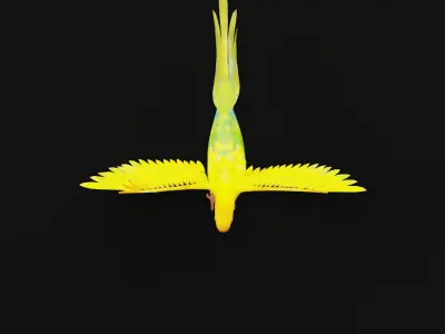 Sun Conures Parakeet Bird Low-poly 3D model