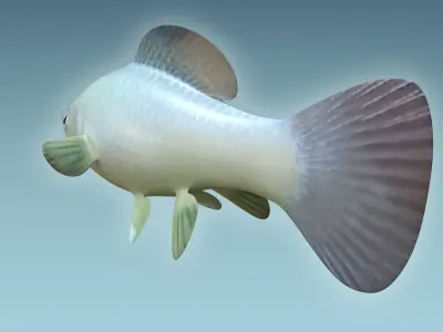 Molly fish 3D model