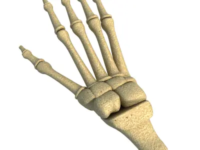 Detailed Animal Foot Bones 3D model