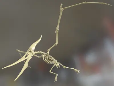 Pteranodon Skeleton Cinematic 3D model