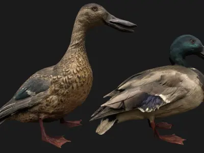 Duck Pack Low-poly 3D model